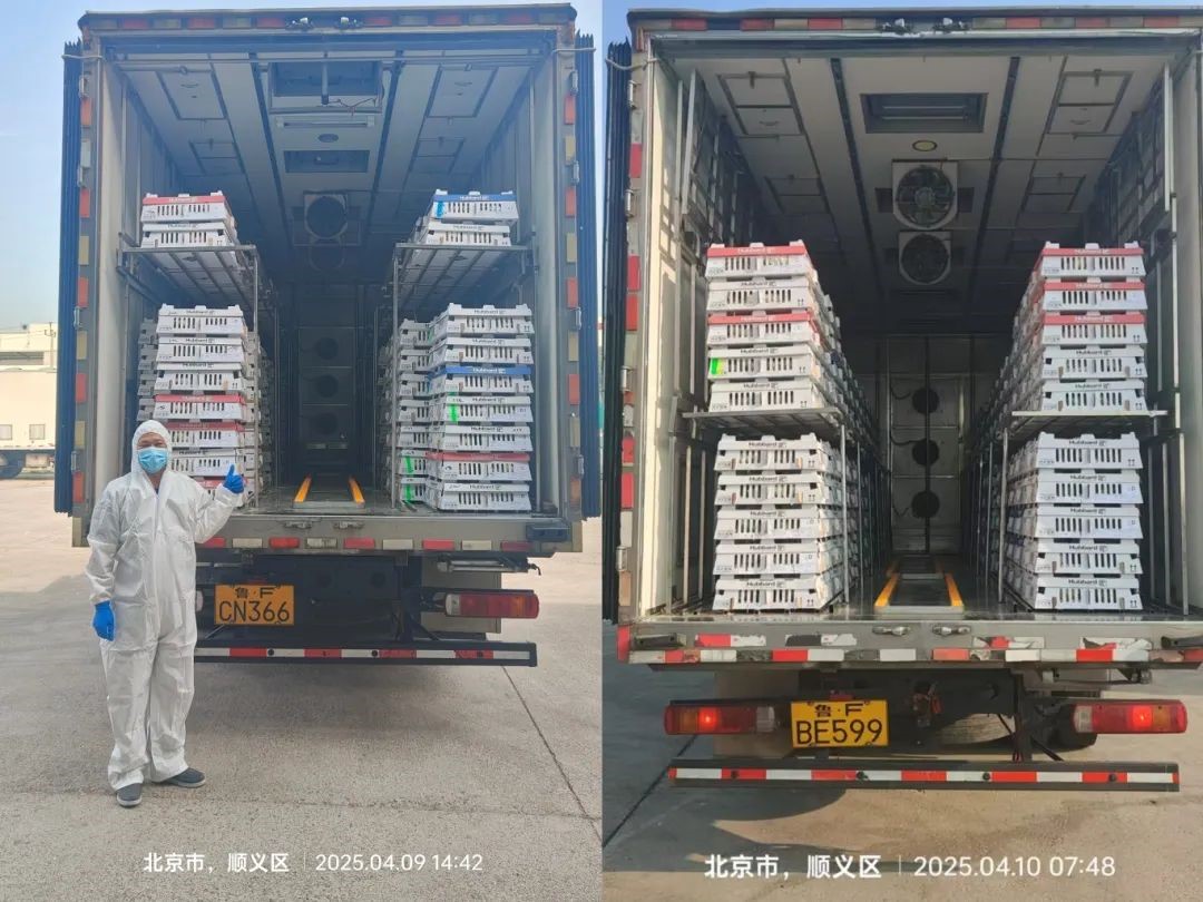 【引種】引種先鋒肩負(fù)起保障糧食安全的重任——益生股份第三批祖代雞順利引進(jìn)