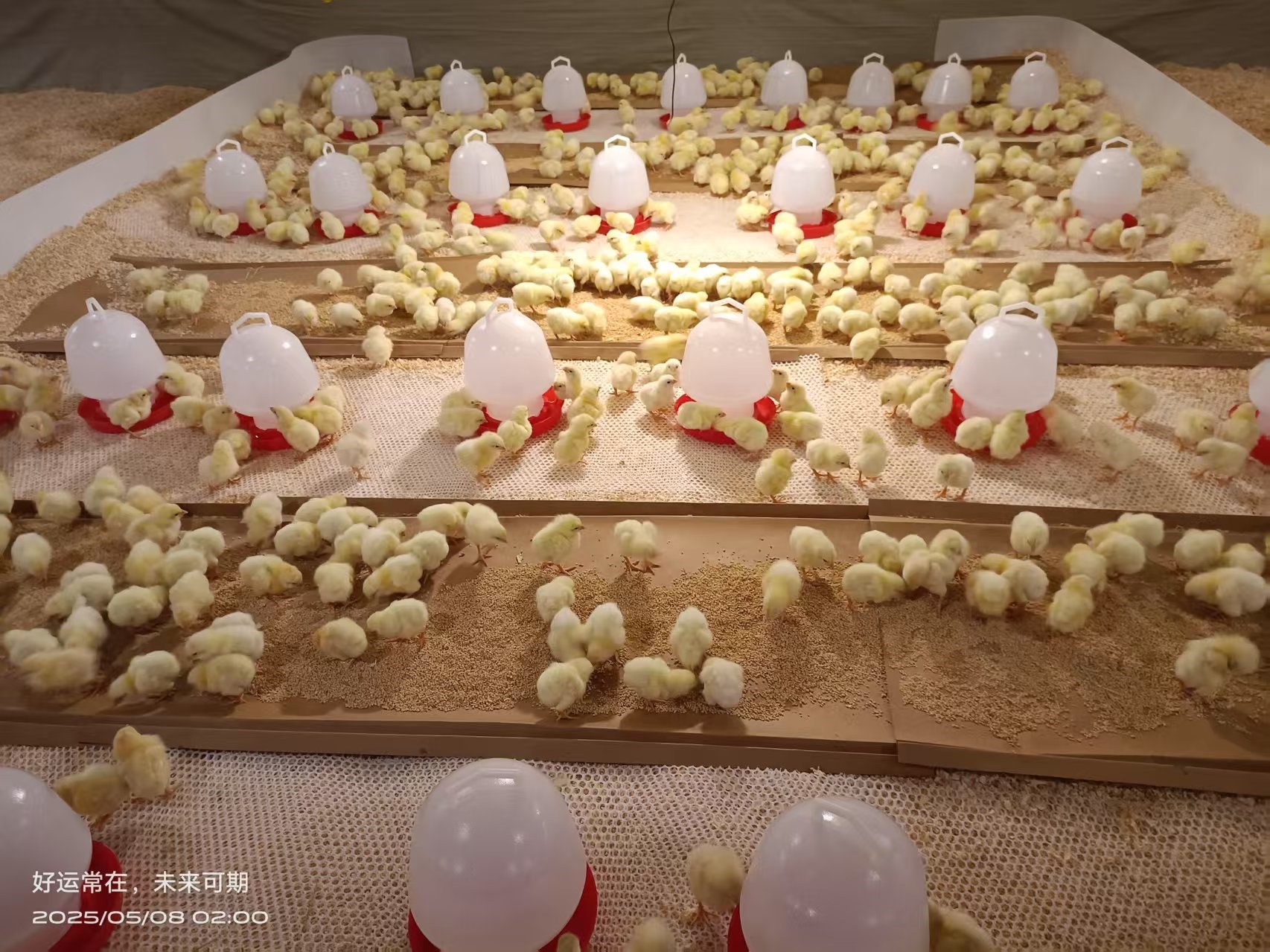 【喜訊】益生股份白羽肉雞引種再創(chuàng)新高 種源戰(zhàn)略筑牢產(chǎn)業(yè)根基
